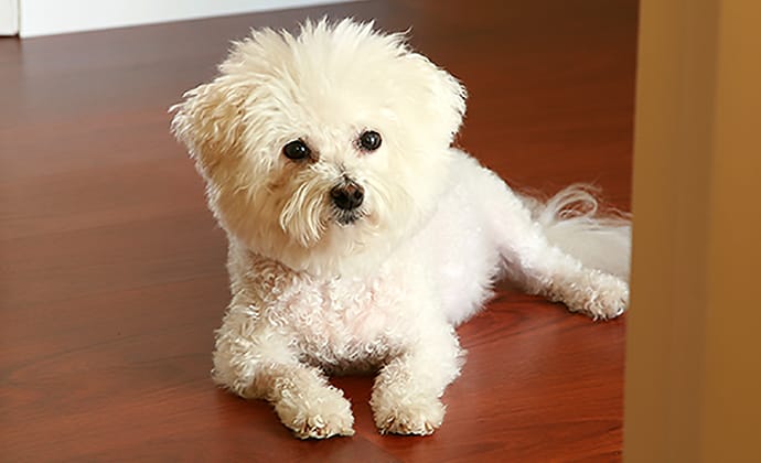 行動の変化に要注意！愛犬が出している重要なSOSサイン