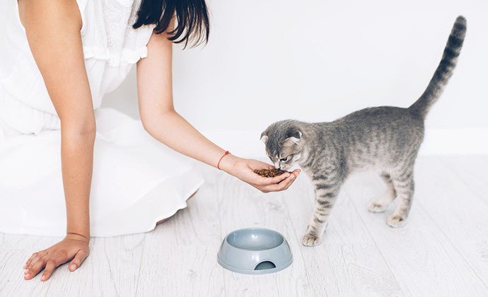 子猫にとっては危険な食べ物!猫に食べさせてはいけないものまとめ