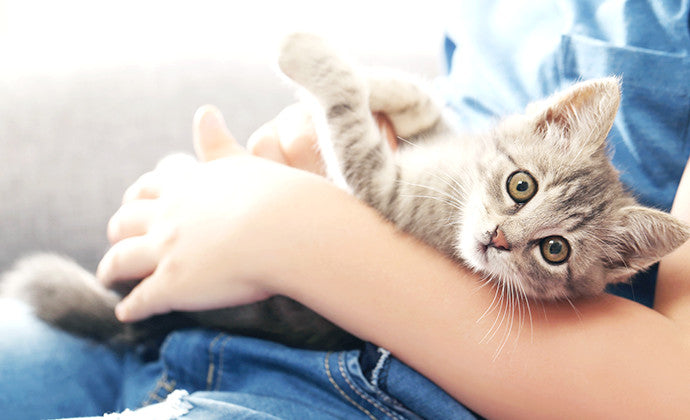 猫のノミ駆除から爪切りまで！まるごと子猫のお世話の仕方