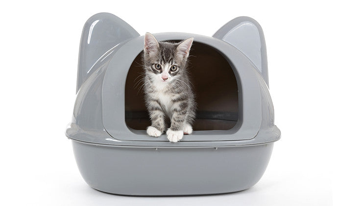 子猫のトイレトレーニング徹底解説！しつけ方から管理まで