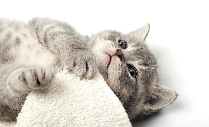 子猫がふみふみしたり噛む理由は？猫の習性と行動の意味まとめ