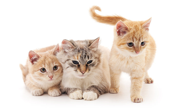 猫のしっぽでキモチが分かる！？まとめて解説！
