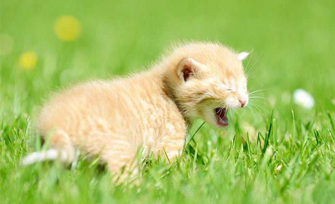 猫の鳴き声でキモチが分かる!?まとめて解説!