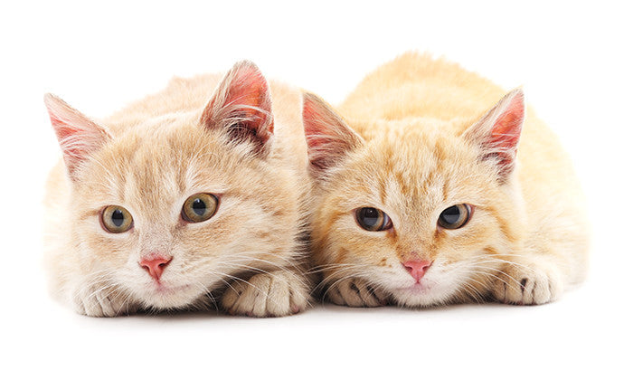 猫の避妊・去勢手術のメリットや配慮すべき点!時期や値段などまとめ