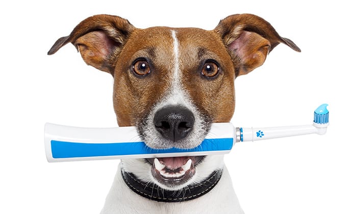 犬の8割は歯周病。歯磨き・デンタルケアのすすめ