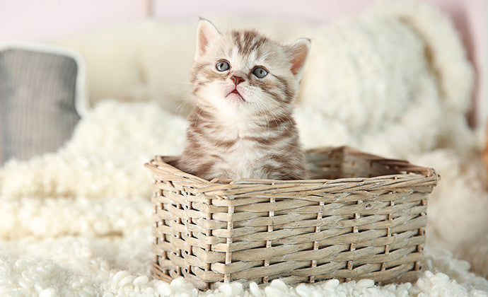 まるわかり!子猫の育て方