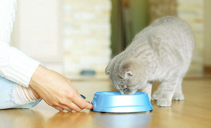 子猫の食事の与え方は？ミルクはいつまで？1歳までの子猫のごはんまとめ