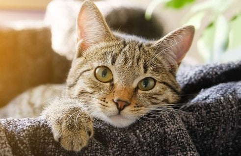 猫の毛玉問題に!3つの意外な事実と簡単な対策