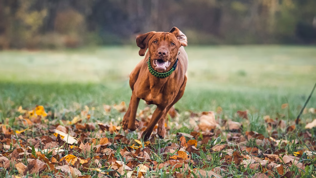 犬の健康管理に必要な運動量とは？効果的なエクササイズ方法