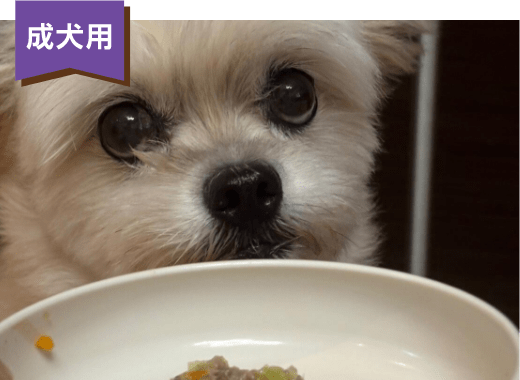 成犬用