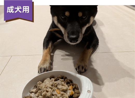 成犬用