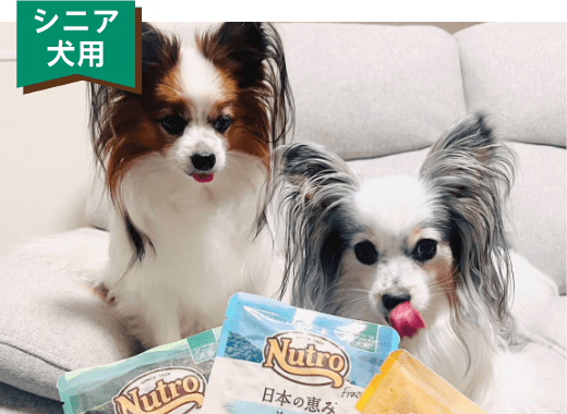 シニア犬用