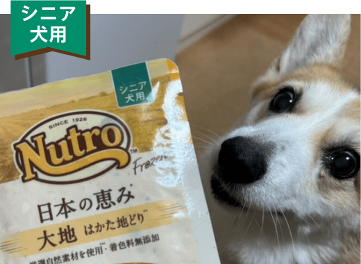 シニア犬用